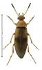 Anaspis maculata